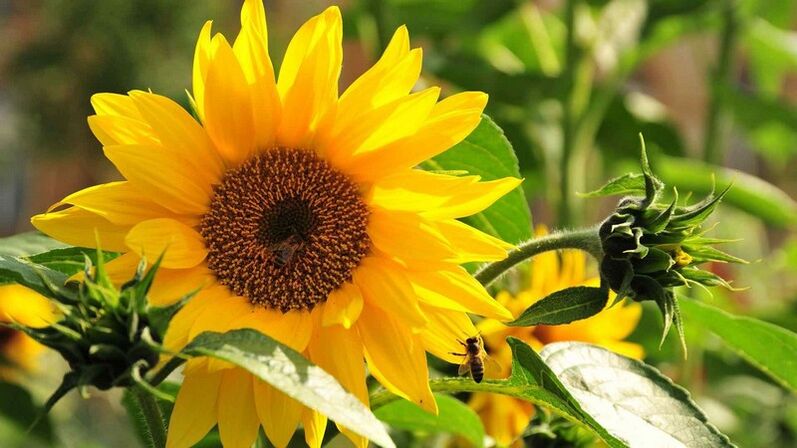 osteochondrosis کے علاج کے لئے سورج مکھی